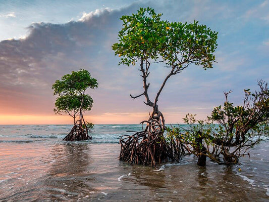 Climate Label Certified: new carbon offset projects